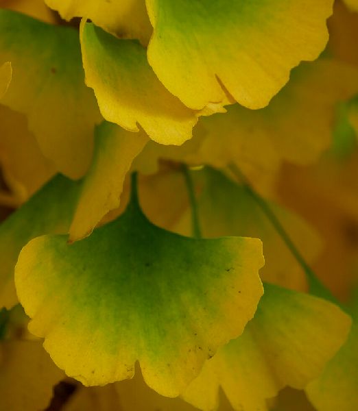 Ginkgo biloba 'Fastigiata Blagon'